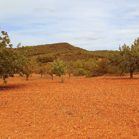 Red Soil in Ibiza’s Countryside