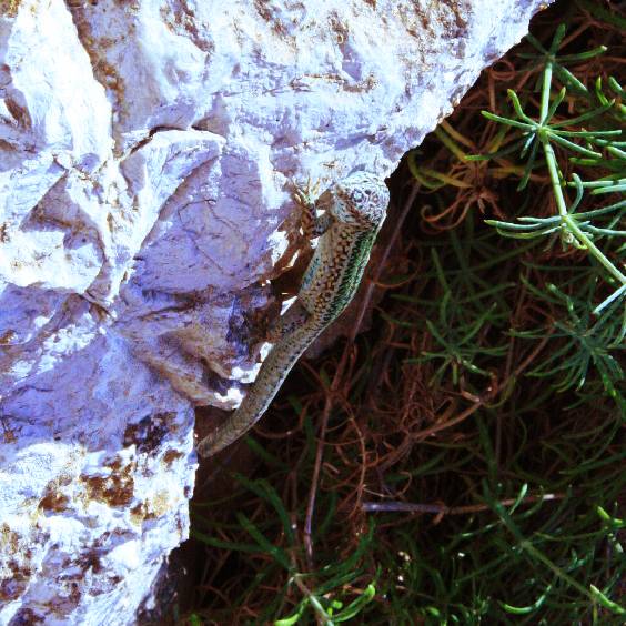 Hard to See: A Lizard Adapted to Its Environment